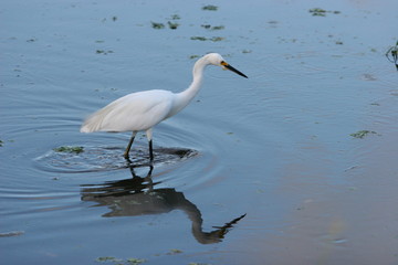 BIRD LOOKING FOR FISH