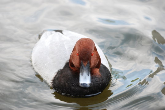 oiseau d'eau