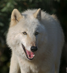 Obraz premium Gray Wolf