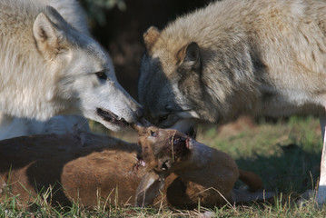 Fototapeta premium Gray Wolves with Deer