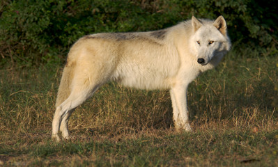Fototapeta premium Gray Wolf