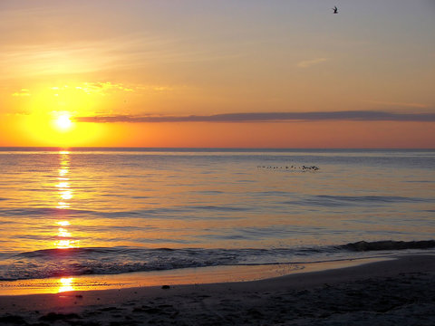 sea bird sunset