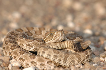 Crotalus viridis viridis