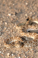 Juvenile Prairie Rattlesnake