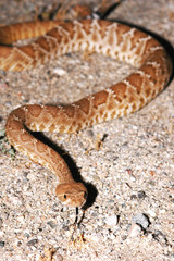 Red Diamond Rattlesnake