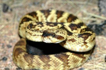 Crotalus molossus