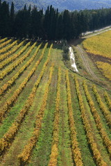 la terra del chianti