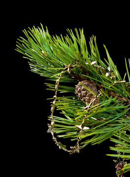 festive asterisks on branch of the pine