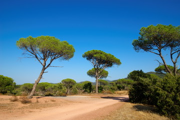 Fototapeta premium Pins parasol en Provence