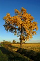 Fototapeta premium albero in autunno