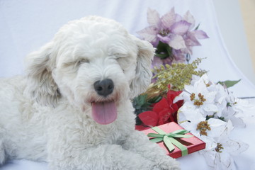 sleeping before christmas