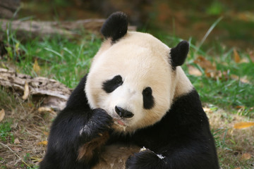 Obraz na płótnie Canvas Panda Bear