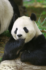 Obraz na płótnie Canvas Panda Siedzi