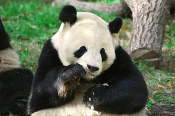 Panda Bear Eating
