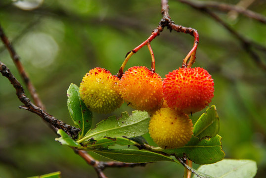 Erdbeerbaum 03