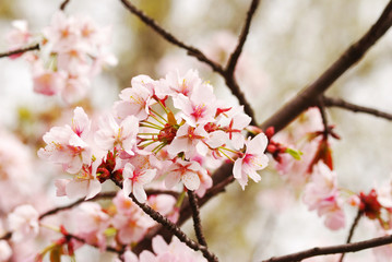 Sakura