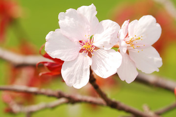 Sakura