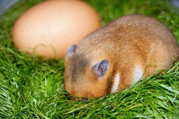 hamster and egg