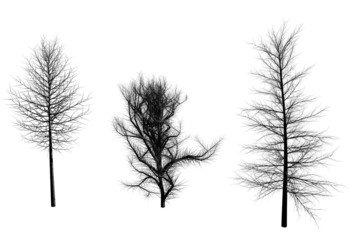 Obraz premium winter trees