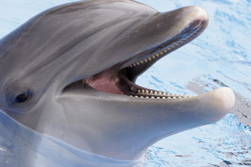 dolphin laughing