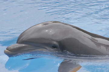 DOLPHIN COMING UP FOR AIR
