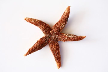 starfish