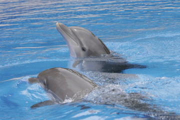 dolphin  couple