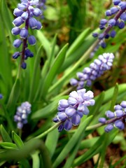 Hyacinth (armeniacum muscari)