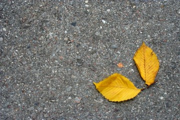 last leaves