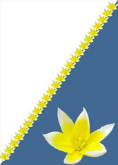 Yellow Tulip, Blue Background