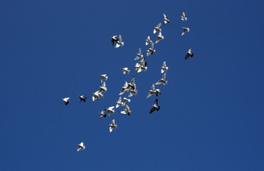 Flock of white doves
