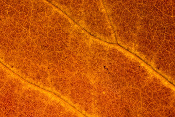 autumn leaf macro