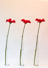 red flower triplets