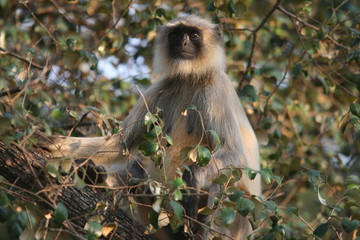 Gray Langur