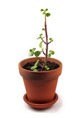 Succulent in Terra Cotta pot