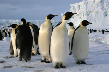 Abwaschbare Fototapete Pinguin Kaiserpinguine