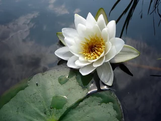 Photo sur Plexiglas Nénuphars Water wild  lily in the river