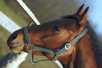 cheval horse