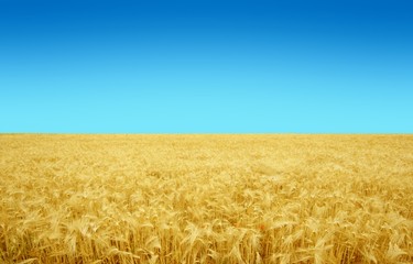 Fototapeta premium campo di grano