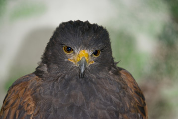 Harris Hawk