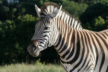 Fototapeta na wymiar Burchells Zebra in sun