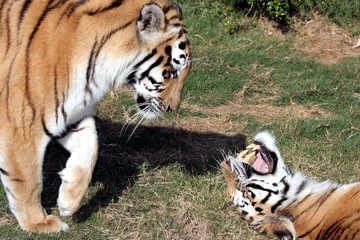 Tigers snarling