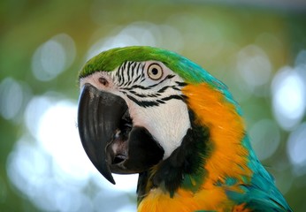 Parrot in the park