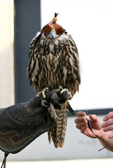 falcon 14
