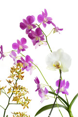 Fototapeta na wymiar Various Orchids