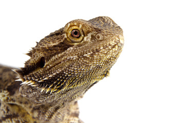 bearded dragon isolated