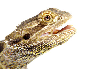 bearded dragon