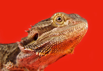 bearded dragon