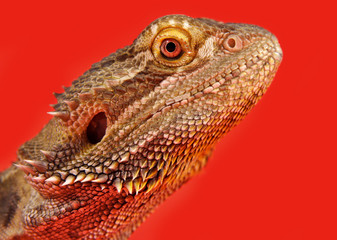 bearded dragon