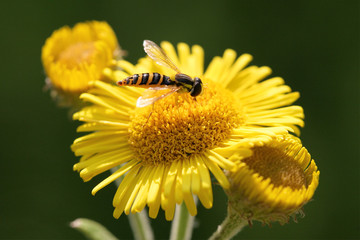 Daisy Hoverfly